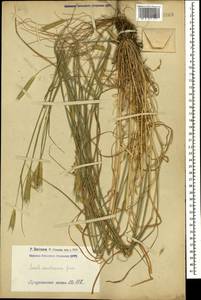 Рожь посевная L., Кавказ, Армения (K5) (Армения)