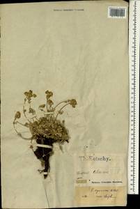 Лапчатка красивая Willd., Зарубежная Азия (ASIA) (Турция)