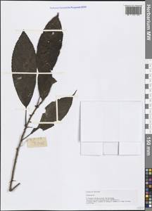 Urticaceae, Зарубежная Азия (ASIA) (Вьетнам)