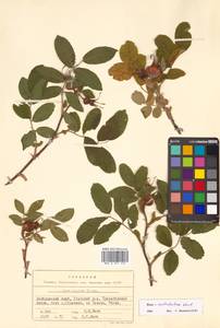 Rosa rugosa × amblyotis, Сибирь, Дальний Восток (S6) (Россия)