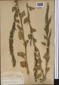 Марь городская (L.) S. Fuentes, Uotila & Borsch, Средняя Азия и Казахстан, Муюнкумы, Прибалхашье и Бетпак-Дала (M9) (Казахстан)