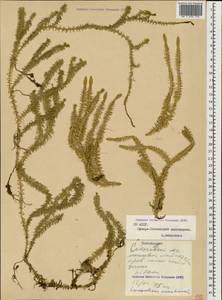 Spinulum annotinum subsp. annotinum, Кавказ, Северная Осетия, Ингушетия и Чечня (K1c) (Россия)