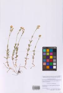 Ясколка полевая L., Восточная Европа, Московская область и Москва (E4a) (Россия)