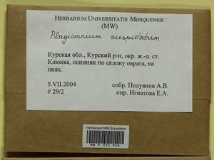 Plagiomnium cuspidatum (Hedw.) T.J. Kop., Гербарий мохообразных, Мхи - Центральное Черноземье (B10) (Россия)