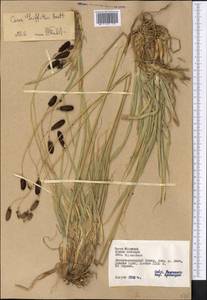 Carex nivalis Boott, Средняя Азия и Казахстан, Памир и Памиро-Алай (M2) (Таджикистан)