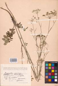 Бедренец камнеломковый, Бедренец-камнеломка L., Восточная Европа, Центральный район (E4) (Россия)