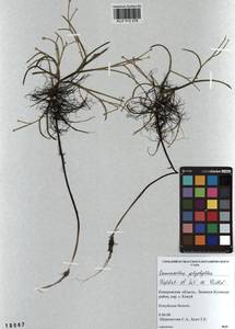 Лютик многолистный Waldst. & Kit. ex Willd., Сибирь, Алтай и Саяны (S2) (Россия)