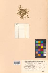 Callitriche palustris subsp. palustris, Сибирь, Дальний Восток (S6) (Россия)