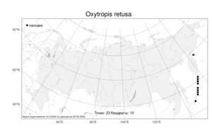 Oxytropis retusa, Остролодочник притупленный Matsum., Атлас флоры России (FLORUS) (Россия)