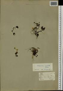 Androsace chamaejasme subsp. lehmanniana (Spreng.) Hultén, Сибирь, Чукотка и Камчатка (S7) (Россия)