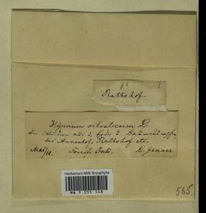 Plagiothecium nemorale (Mitt.) A. Jaeger, Гербарий мохообразных, Мхи - Прибалтика (B1) (Эстония)