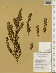 Tetraena alba (L. fil.) Beier & Thulin, Зарубежная Азия (ASIA) (Кипр)