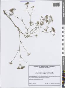 Резак обыкновенный Bernh., Восточная Европа, Нижневолжский район (E9) (Россия)