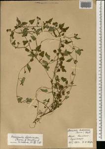 Merremia hederacea (Burm. fil.) Hallier fil., Африка (AFR) (Мали)