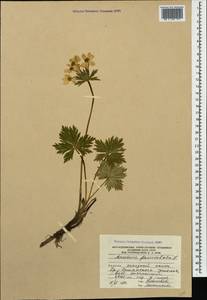 Anemonastrum narcissiflorum subsp. fasciculatum (L.) Raus, Кавказ, Южная Осетия (K4b) (Южная Осетия)