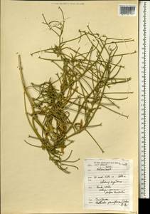 Matthiola parviflora (Schousb.) W.T. Aiton, Африка (AFR) (Марокко)