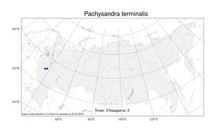 Pachysandra terminalis Siebold & Zucc., Атлас флоры России (FLORUS) (Россия)