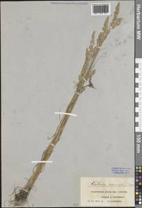 Тонконог Делавиня, Келерия Делявиня Czern. ex Domin, Восточная Европа, Центральный лесостепной район (E6) (Россия)