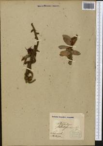 Melpomene flabelliformis (Poir.) A. R. Sm. & R. C. Moran, Америка (AMER) (Пуэрто-Рико)