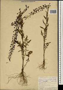 Verbascum agrimoniifolium (K. Koch) Hub.-Mor., Зарубежная Азия (ASIA) (Турция)