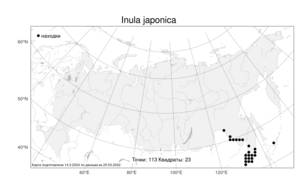 Inula japonica, Девясил японский Thunb., Атлас флоры России (FLORUS) (Россия)