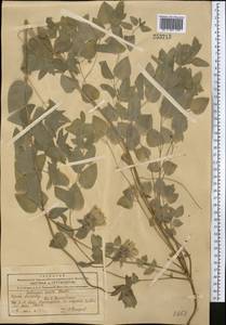 Колокольник ломоносовидный (Schrenk) C.B.Clarke, Средняя Азия и Казахстан, Северный и Центральный Тянь-Шань (M4) (Киргизия)