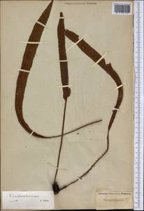 Elaphoglossum paleaceum (Hook. & Grev.) Sledge, Америка (AMER) (Неизвестно)