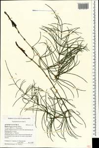 Хвощ полевой L., Крым (KRYM) (Россия)