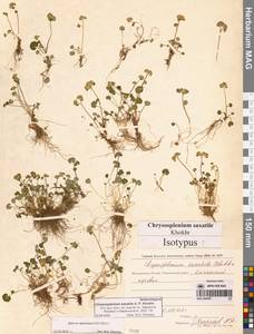 Селезеночник Райта щебнистый (Khokhr.) Vorosch., Сибирь, Чукотка и Камчатка (S7) (Россия)