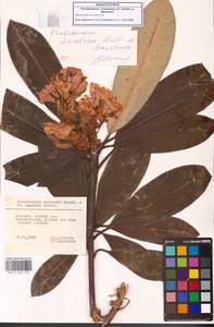 Rhododendron × charadzeae A.P.Khokhr. & Mazurenko, Кавказ, Грузия (K4) (Грузия)