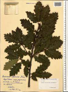 Quercus petraea subsp. polycarpa (Schur) Soó, Кавказ, Северная Осетия, Ингушетия и Чечня (K1c) (Россия)