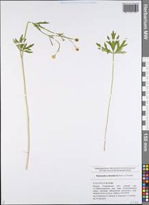 Ranunculus polyanthemos subsp. schennikovii (Ovcz. ex Tzvelev) Tzvelev, Восточная Европа, Средневолжский район (E8) (Россия)