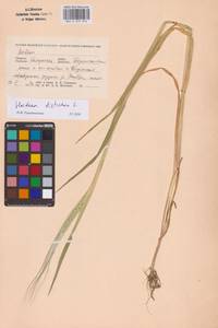 Hordeum vulgare subsp. distichon (L.) Körn., Восточная Европа, Центральный район (E4) (Россия)