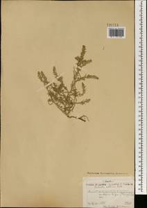 Солянка холмовая Pall., Монголия (MONG) (Монголия)