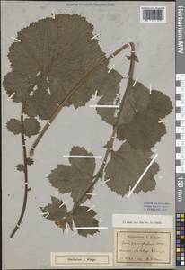 Гравилат крупнолистный Willd., Восточная Европа, Северо-Западный район (E2) (Россия)