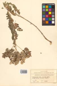 Астрагал повислоцветковый Lam., Сибирь, Дальний Восток (S6) (Россия)