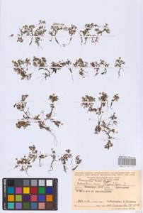 Лютик Риона, Шелковник Риона Lagger, Восточная Европа, Нижневолжский район (E9) (Россия)