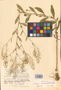 Rorippa × armoracioides (Tausch) Fuss, Восточная Европа, Центральный район (E4) (Россия)