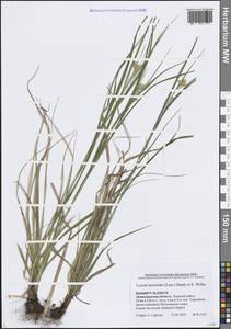 Ожика дубравная (Lam.) Dandy & Wilmott, Восточная Европа, Северо-Западный район (E2) (Россия)