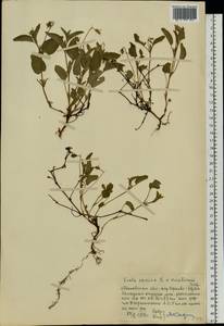 Фиалка собачья L., Восточная Европа, Московская область и Москва (E4a) (Россия)