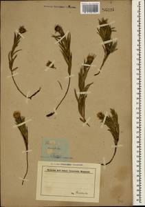Pentanema ensifolium (L.) D. Gut. Larr., Santos-Vicente, Anderb., E. Rico & M. M. Mart. Ort., Крым (KRYM) (Россия)