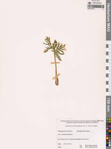 Гроздовник ланцетный (S.G.Gmel.) Ångstr., Сибирь, Чукотка и Камчатка (S7) (Россия)