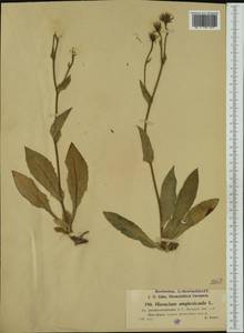 Hieracium amplexicaule subsp. pseudocerinthoides (Arv.-Touv.) Zahn, Западная Европа (EUR) (Франция)
