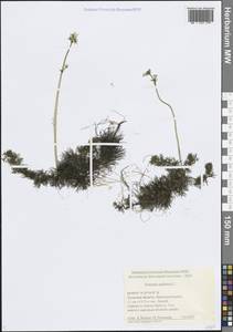 Турча болотная L., Восточная Европа, Центральный район (E4) (Россия)