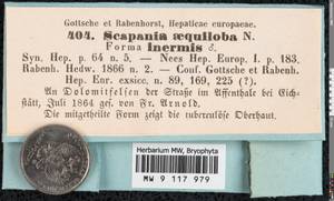 Scapania aequiloba (Schwägr.) Dumort., Гербарий мохообразных, Мхи - Западная Европа (BEu)
