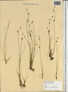 Juncus gerardi subsp. atrofuscus (Rupr.) Printz, Восточная Европа, Северный район (E1) (Россия)