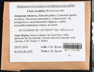 Ulota curvifolia (Wahlenb.) Sw., Гербарий мохообразных, Мхи - Дальний Восток (без Чукотки и Камчатки) (B20) (Россия)