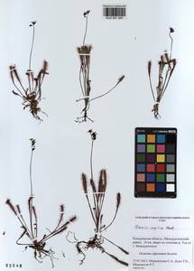 KUZ 001 991, Drosera ×anglica Huds., Сибирь, Алтай и Саяны (S2) (Россия)