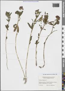 Клевер люпиновый L., Сибирь, Прибайкалье и Забайкалье (S4) (Россия)