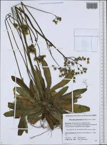 Ястребиночка скученная (Froel.) Fr., Сибирь, Прибайкалье и Забайкалье (S4) (Россия)